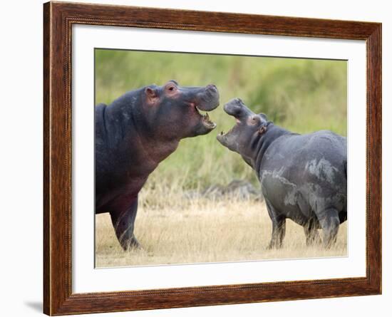 Two Hippopotamuses Sparring in a Forest, Ngorongoro Crater, Ngorongoro, Tanzania-null-Framed Photographic Print