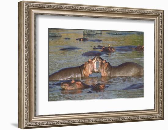 Two Hippos Fighting in Foreground of Mostly Submerged Hippos in Pool-James Heupel-Framed Photographic Print