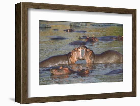 Two Hippos Fighting in Foreground of Mostly Submerged Hippos in Pool-James Heupel-Framed Photographic Print