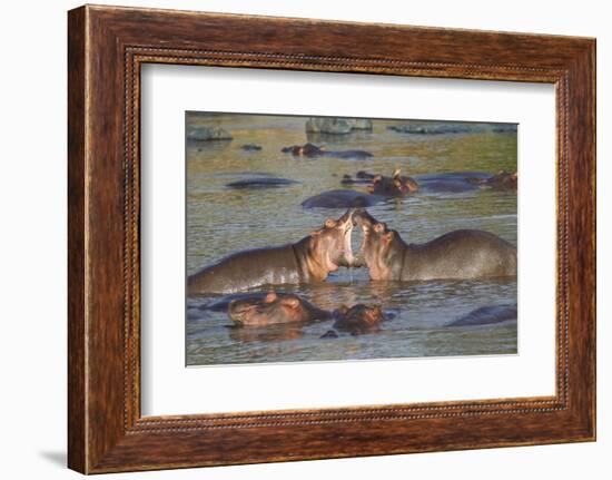 Two Hippos Fighting in Foreground of Mostly Submerged Hippos in Pool-James Heupel-Framed Photographic Print