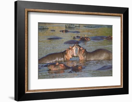 Two Hippos Fighting in Foreground of Mostly Submerged Hippos in Pool-James Heupel-Framed Photographic Print