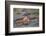 Two Hippos Fighting in Foreground of Mostly Submerged Hippos in Pool-James Heupel-Framed Photographic Print