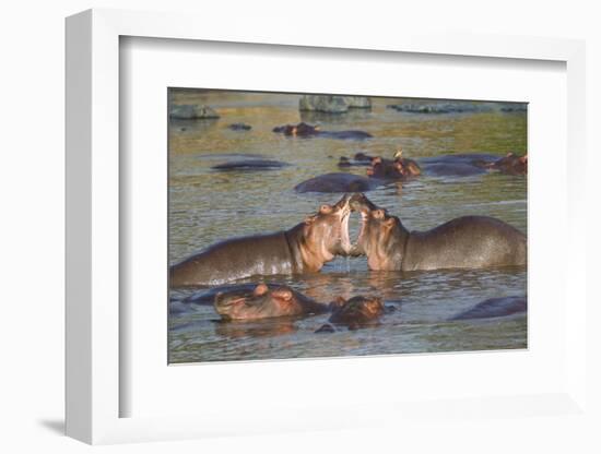 Two Hippos Fighting in Foreground of Mostly Submerged Hippos in Pool-James Heupel-Framed Photographic Print