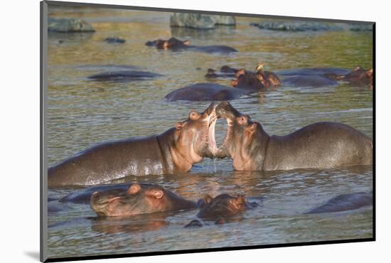 Two Hippos Fighting in Foreground of Mostly Submerged Hippos in Pool-James Heupel-Mounted Photographic Print