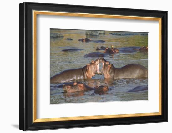 Two Hippos Fighting in Foreground of Mostly Submerged Hippos in Pool-James Heupel-Framed Photographic Print