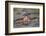 Two Hippos Fighting in Foreground of Mostly Submerged Hippos in Pool-James Heupel-Framed Photographic Print