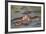 Two Hippos Fighting in Foreground of Mostly Submerged Hippos in Pool-James Heupel-Framed Photographic Print