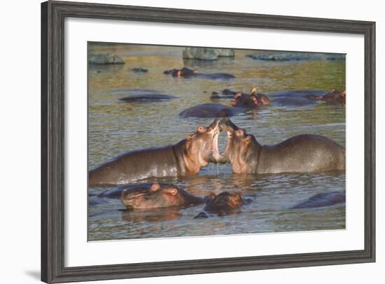 Two Hippos Fighting in Foreground of Mostly Submerged Hippos in Pool-James Heupel-Framed Photographic Print