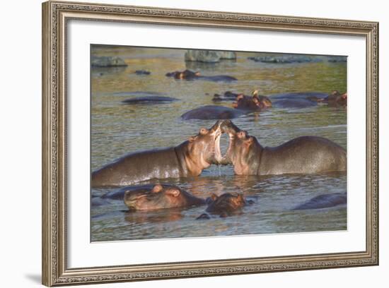 Two Hippos Fighting in Foreground of Mostly Submerged Hippos in Pool-James Heupel-Framed Photographic Print