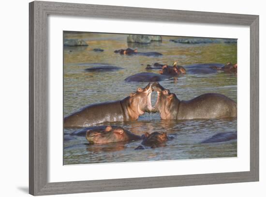 Two Hippos Fighting in Foreground of Mostly Submerged Hippos in Pool-James Heupel-Framed Photographic Print