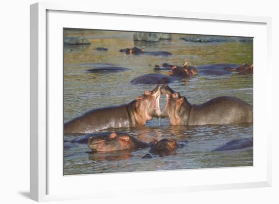 Two Hippos Fighting in Foreground of Mostly Submerged Hippos in Pool-James Heupel-Framed Photographic Print