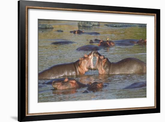 Two Hippos Fighting in Foreground of Mostly Submerged Hippos in Pool-James Heupel-Framed Photographic Print