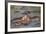 Two Hippos Fighting in Foreground of Mostly Submerged Hippos in Pool-James Heupel-Framed Photographic Print