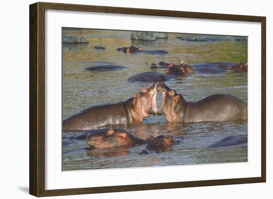 Two Hippos Fighting in Foreground of Mostly Submerged Hippos in Pool-James Heupel-Framed Photographic Print