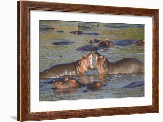 Two Hippos Fighting in Foreground of Mostly Submerged Hippos in Pool-James Heupel-Framed Photographic Print