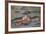 Two Hippos Fighting in Foreground of Mostly Submerged Hippos in Pool-James Heupel-Framed Photographic Print