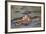 Two Hippos Fighting in Foreground of Mostly Submerged Hippos in Pool-James Heupel-Framed Photographic Print