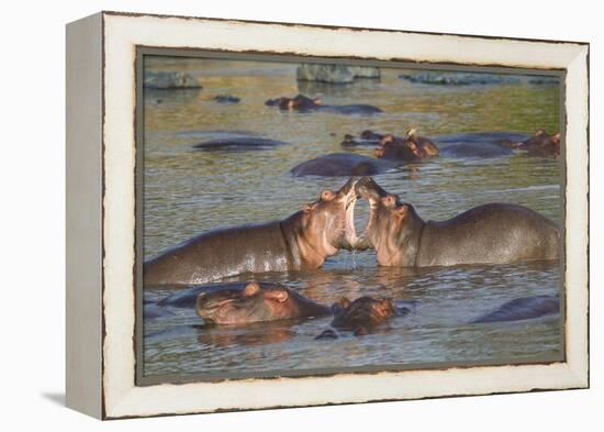 Two Hippos Fighting in Foreground of Mostly Submerged Hippos in Pool-James Heupel-Framed Premier Image Canvas