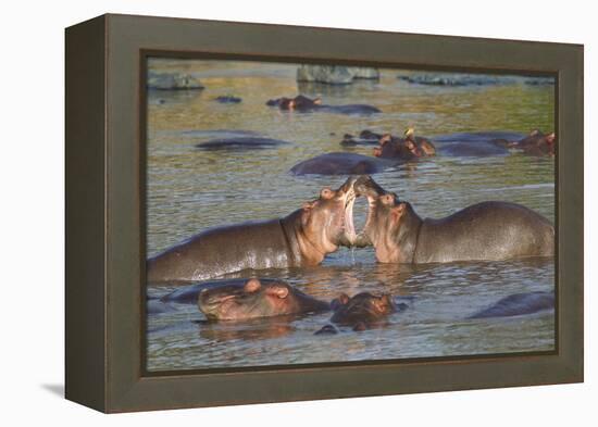 Two Hippos Fighting in Foreground of Mostly Submerged Hippos in Pool-James Heupel-Framed Premier Image Canvas