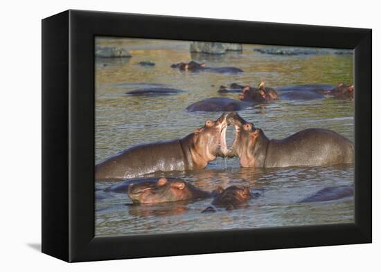 Two Hippos Fighting in Foreground of Mostly Submerged Hippos in Pool-James Heupel-Framed Premier Image Canvas