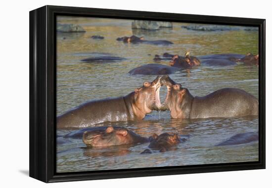 Two Hippos Fighting in Foreground of Mostly Submerged Hippos in Pool-James Heupel-Framed Premier Image Canvas