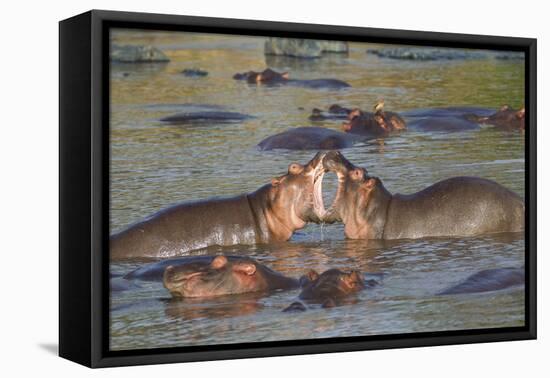 Two Hippos Fighting in Foreground of Mostly Submerged Hippos in Pool-James Heupel-Framed Premier Image Canvas