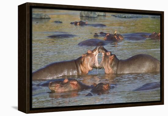 Two Hippos Fighting in Foreground of Mostly Submerged Hippos in Pool-James Heupel-Framed Premier Image Canvas