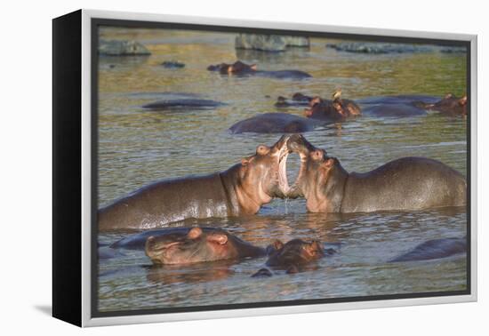 Two Hippos Fighting in Foreground of Mostly Submerged Hippos in Pool-James Heupel-Framed Premier Image Canvas