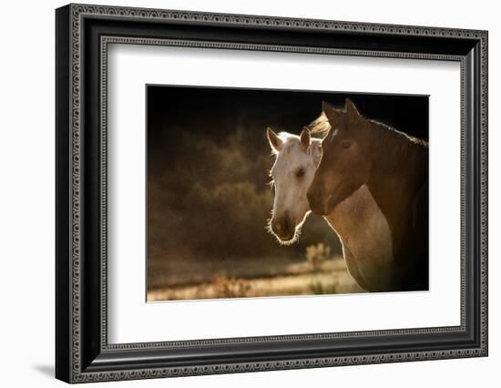 Two Horse Portraits in Soft Backlight-Sheila Haddad-Framed Photographic Print
