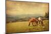 Two Horses and Foal  in Meadow.  Photo in Retro Style. Paper Texture.-A_nella-Mounted Photographic Print