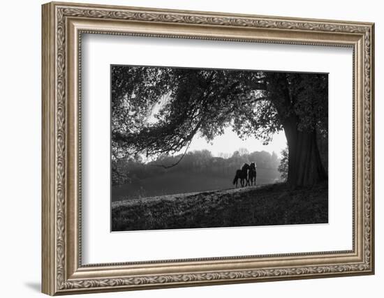 Two horses at sunset, Baden Wurttemberg, Germany-Panoramic Images-Framed Photographic Print