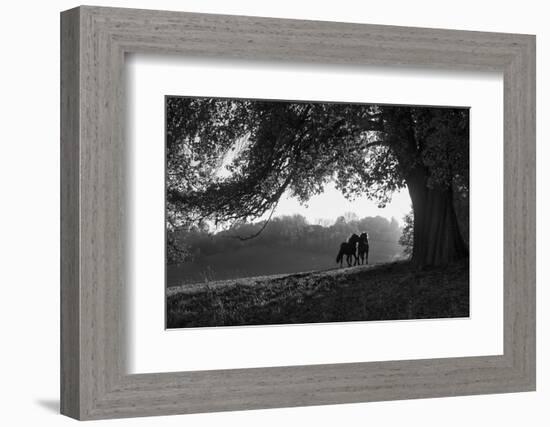 Two horses at sunset, Baden Wurttemberg, Germany-Panoramic Images-Framed Photographic Print