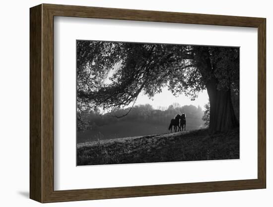Two horses at sunset, Baden Wurttemberg, Germany-Panoramic Images-Framed Photographic Print