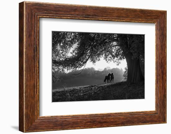 Two horses at sunset, Baden Wurttemberg, Germany-Panoramic Images-Framed Photographic Print