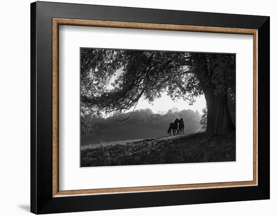 Two horses at sunset, Baden Wurttemberg, Germany-Panoramic Images-Framed Photographic Print