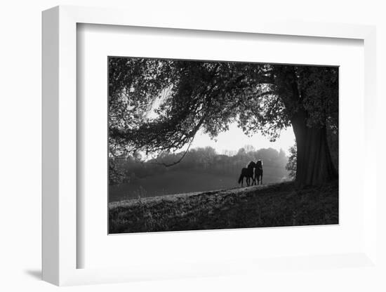 Two horses at sunset, Baden Wurttemberg, Germany-Panoramic Images-Framed Photographic Print