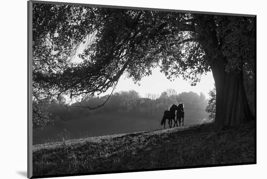 Two horses at sunset, Baden Wurttemberg, Germany-Panoramic Images-Mounted Photographic Print