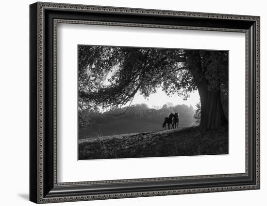 Two horses at sunset, Baden Wurttemberg, Germany-Panoramic Images-Framed Photographic Print