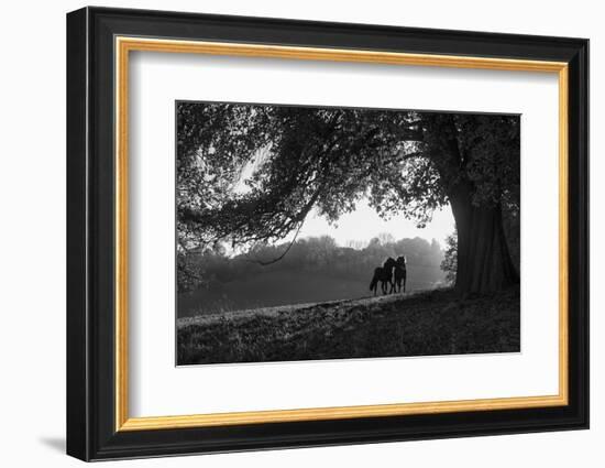 Two horses at sunset, Baden Wurttemberg, Germany-Panoramic Images-Framed Photographic Print