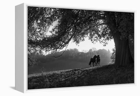 Two horses at sunset, Baden Wurttemberg, Germany-Panoramic Images-Framed Premier Image Canvas