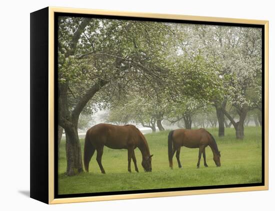 Two Horses Eating in Spring Pasture, Cape Elizabeth, Maine-Nance Trueworthy-Framed Premier Image Canvas