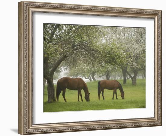 Two Horses Eating in Spring Pasture, Cape Elizabeth, Maine-Nance Trueworthy-Framed Photographic Print