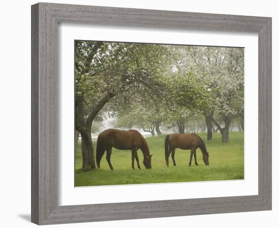 Two Horses Eating in Spring Pasture, Cape Elizabeth, Maine-Nance Trueworthy-Framed Photographic Print