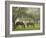 Two Horses Eating in Spring Pasture, Cape Elizabeth, Maine-Nance Trueworthy-Framed Photographic Print