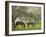 Two Horses Eating in Spring Pasture, Cape Elizabeth, Maine-Nance Trueworthy-Framed Photographic Print