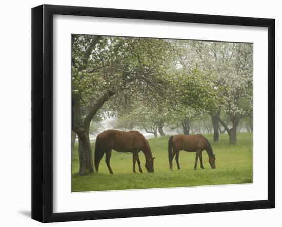 Two Horses Eating in Spring Pasture, Cape Elizabeth, Maine-Nance Trueworthy-Framed Photographic Print