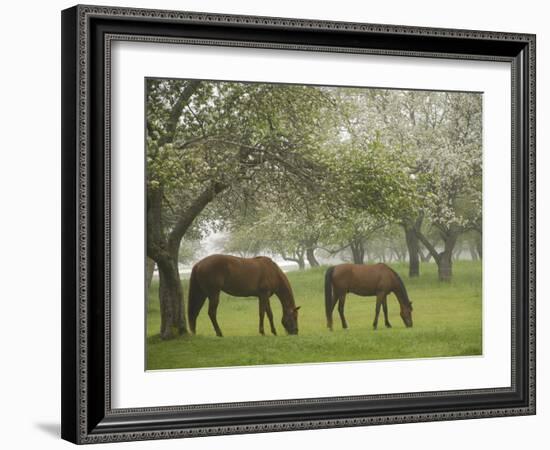 Two Horses Eating in Spring Pasture, Cape Elizabeth, Maine-Nance Trueworthy-Framed Photographic Print