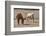 Two horses in a field, Deland, Florida, USA-Jim Engelbrecht-Framed Photographic Print