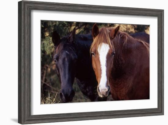 Two horses looking into camera-Gayle Harper-Framed Photographic Print