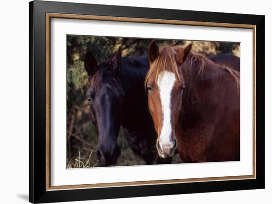 Two horses looking into camera-Gayle Harper-Framed Photographic Print